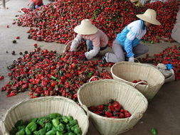 紅河農(nóng)產(chǎn)品信息網(wǎng) 打造鮮活水產(chǎn)品一站式采購平臺