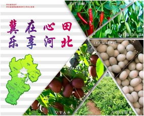 冀水躍金 河北農(nóng)業(yè)以特色水產(chǎn)品區(qū)域品牌助推產(chǎn)業(yè)升級(jí)