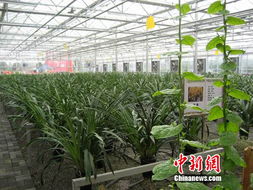 中國(guó)西南最大農(nóng)產(chǎn)品交易所在北川投入運(yùn)營(yíng)，為區(qū)域農(nóng)業(yè)注入新動(dòng)能